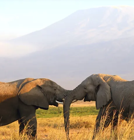 Amboseli National Park