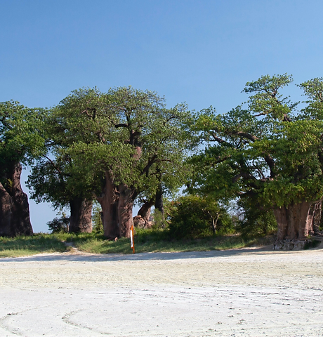 Kalahari Desert