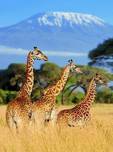 Mount Kilimanjaro