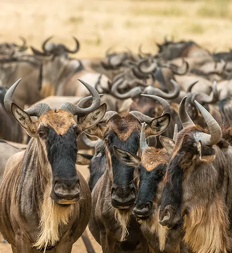 Serengeti National Park