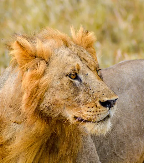 Tsavo West National Park