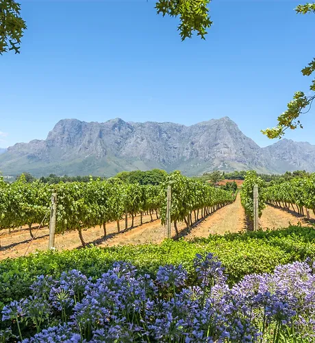 Cape Winelands